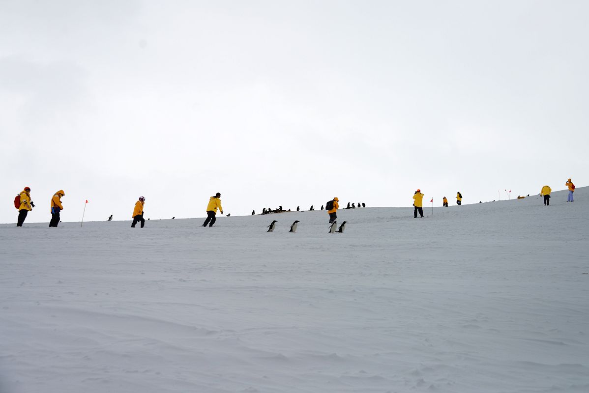 10E Tourists And Penguins On The Move Near The Top Of Danco Island On Quark Expeditions Antarctica Cruise